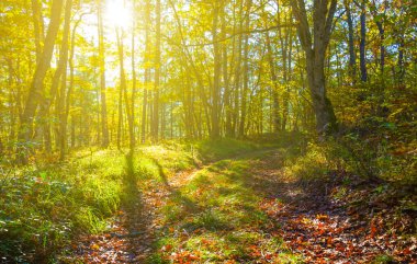 Sonbahar ormanı, parlak güneş ışığında kırmızı kuru yapraklarla kaplıdır.