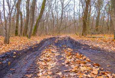ground road among forest glade covered by red dry leaves,  beautiful autumn  forest scene
