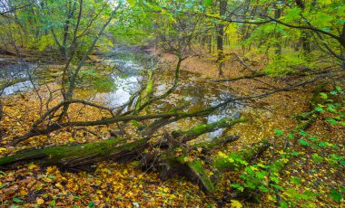 Sonbahar ormanındaki küçük sakin göl kırmızı kuru yapraklarla kaplı.