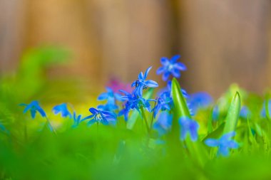Yakın plan vahşi mavi kardelen yığını çiçekler, güzel bahar doğal arka plan