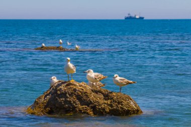 Zümrüt denizinin ortasında bir taşın üzerinde martı kalabalığı