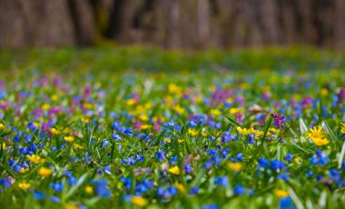 Yakın plan vahşi mavi kardelen yığını çiçekler, güzel bahar doğal arka plan