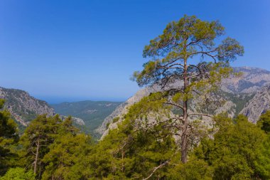Tepesinde çam ormanı olan yeşil dağ vadisi