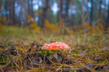 closeup  red flyagaric mushroom on the autumn forest glade