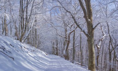 Bir karla kaplı ormanla kaplı yamaçta.