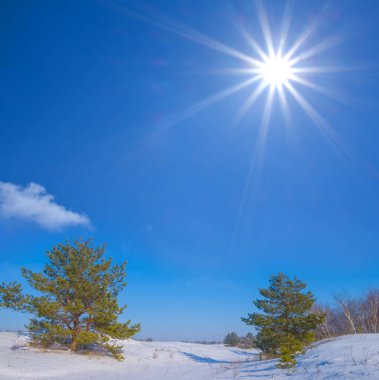 Kış köknar ağacı ormanı parıldayan güneşin altında karla kaplanır.