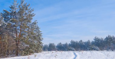 Geniş kış köknar ağacı ormanı kar altında açık mavi bulutlu gökyüzünün altında