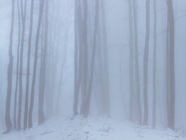 Sakin kış ormanı, yoğun sis, sakin mevsimsel açık hava manzarası