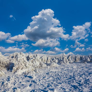 Geniş kış köknar ağacı ormanı kar altında açık mavi bulutlu gökyüzünün altında