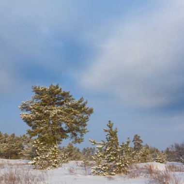 Geniş kış köknar ağacı ormanı kar altında açık mavi bulutlu gökyüzünün altında