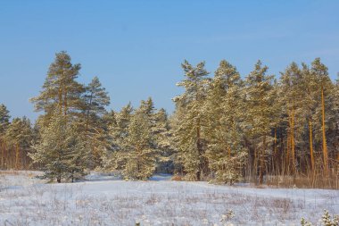 Geniş kış köknar ağacı ormanı kar altında açık mavi bulutlu gökyüzünün altında