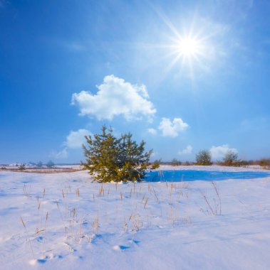 Geniş kış köknar ağacı ormanı güneşli bir günde mavi bulutlu gökyüzünün altında karla kaplanır.