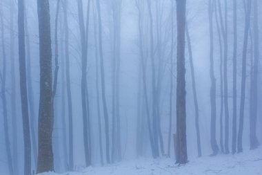 Sakin kış ormanı, yoğun sis, sakin mevsimsel açık hava manzarası
