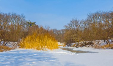 Donmuş kış nehri, açık havada sahilde ormanla birlikte.