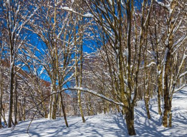 Bir karla kaplı ormanla kaplı yamaçta.