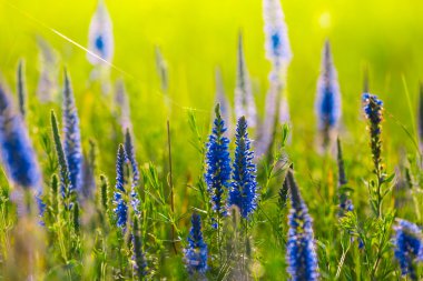 Mavi kır çiçekleri