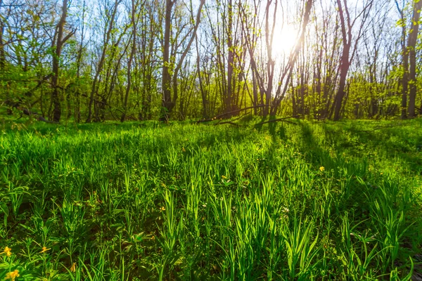 Mooie zomerse bos glade — Stockfoto