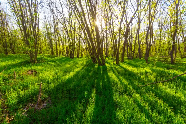 Prachtig zonnige bos — Stockfoto