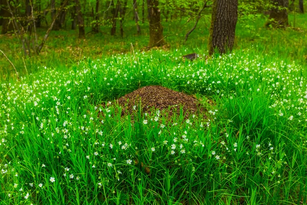 Primer plano hormiguero en una hierba verde —  Fotos de Stock