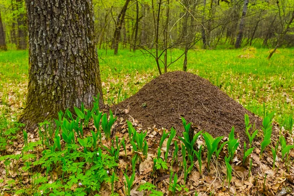 Anthill under a tree — Stock Photo, Image