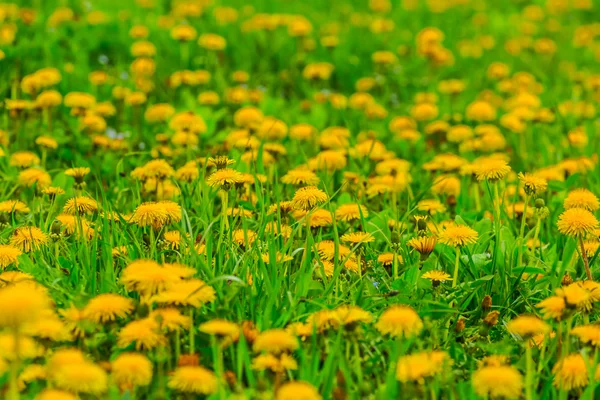 Žlutá Pampeliška glade — Stock fotografie
