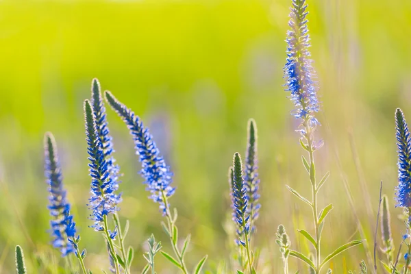 Vackra prairie blommor — Stockfoto