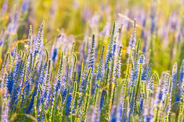 美しい青い草原の花 — ストック写真