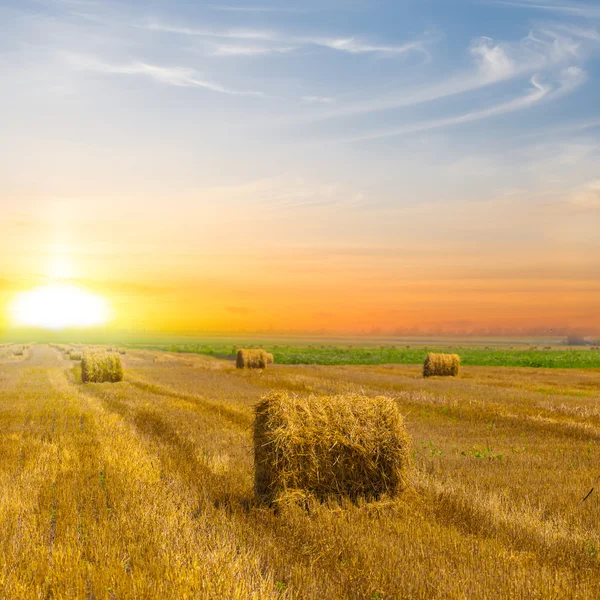 Campo de trigo al atardecer — Foto de Stock