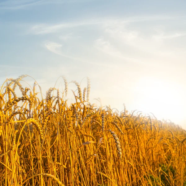 Campo di grano al tramonto — Foto Stock