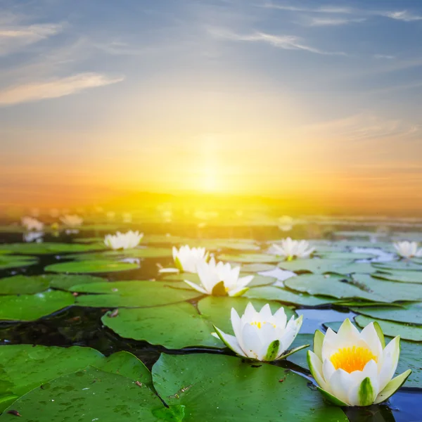 Tramonto su un lago con gigli — Foto Stock