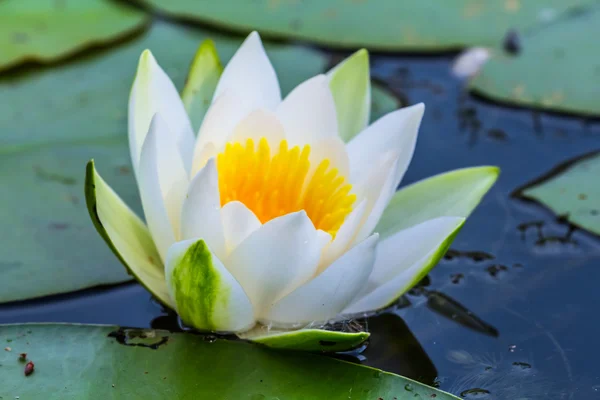 Bellissimo primo piano giglio d'acqua bianca — Foto Stock