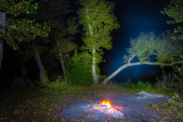 Nattbild skog — Stockfoto