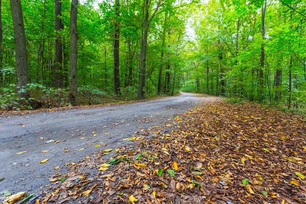 Camino forestal de otoño —  Fotos de Stock