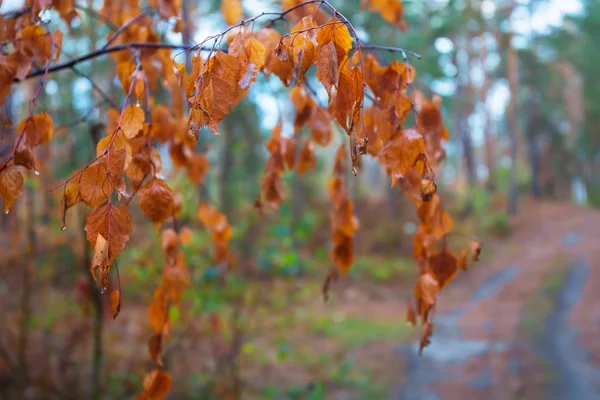 Closeup sonbahar ağacı — Stok fotoğraf
