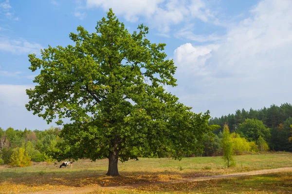 Scène rurale, arbre au milieu d'un champ — Photo