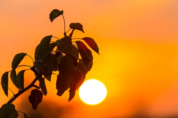 Tree branch silhouette on a sunset background — Stock Photo, Image