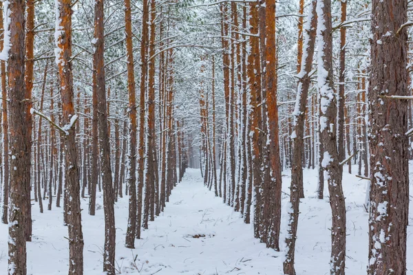 Bosque de pino de invierno — Foto de Stock