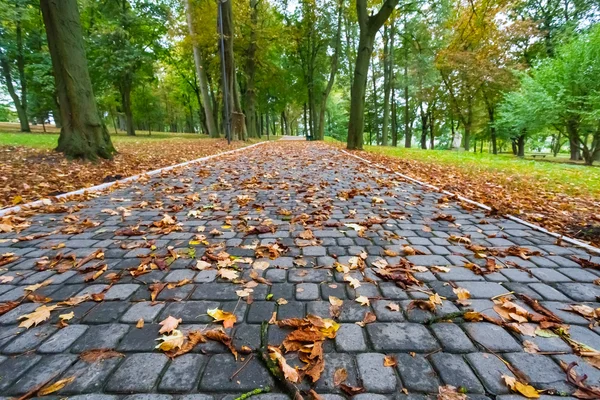 Estrada em um parque de outono — Fotografia de Stock