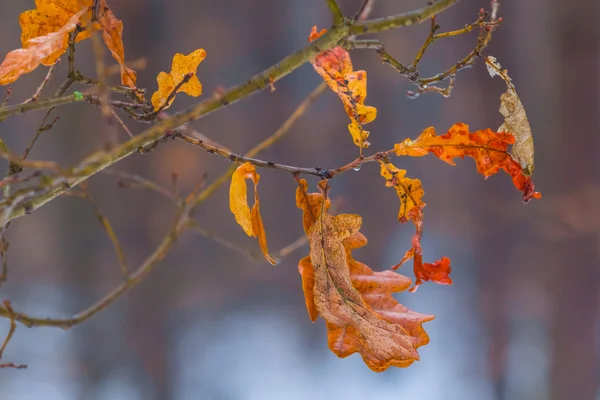 Closeup autumn oak tree — Stock Photo, Image