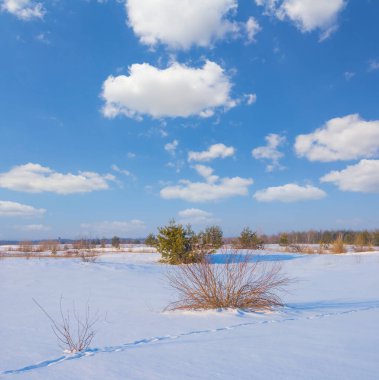 Geniş kış köknar ağacı ormanı kar altında açık mavi bulutlu gökyüzünün altında