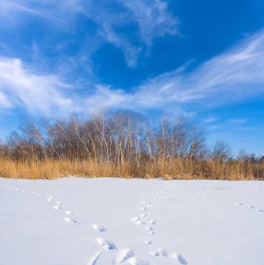 Donmuş kış nehri, açık havada sahilde ormanla birlikte.