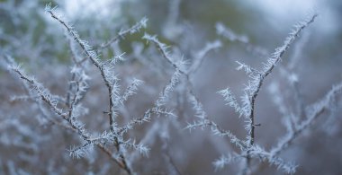 Ormandaki donmuş çalı dalları, mevsimlik açık hava sahneleri.