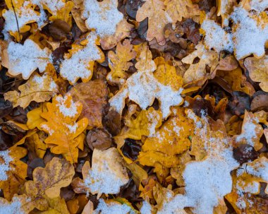 Yakın plan donmuş meşe yaprakları mevsimsel doğal arkaplan