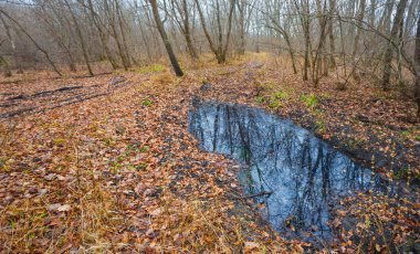 Sonbahar ormanlarının arasında kırmızı kuru yapraklarla kaplı çamur havuzu.