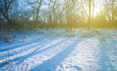 Güneşli bir günde mavi bulutlu bir gökyüzünün altında kar altında bir orman, açık havada kış manzarası.