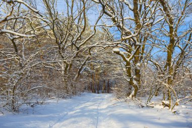 Mavi bulutlu gökyüzünün altında kar altında bir orman, açık havada kış manzarası.