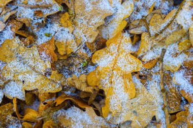 Yakın plan donmuş meşe yaprakları mevsimsel doğal arkaplan