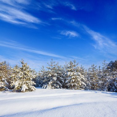 Kış köknar ağacı ormanı kar altında mavi bulutlu gökyüzü altında, mevsimlik açık hava manzarası
