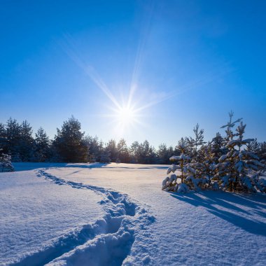 Gün batımında karla kaplı köknar ağacı ormanı, mevsimlik açık hava akşam manzarası