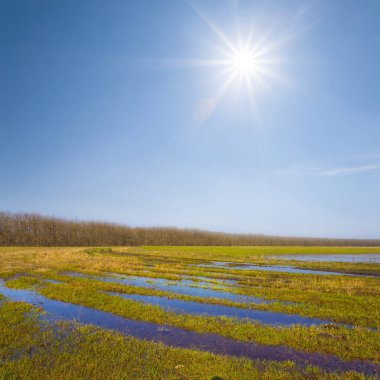 Işıl ışıl bir güneşin altında, sularla kaplanmış çayır, bahar doğal manzarası.